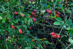 P1023774