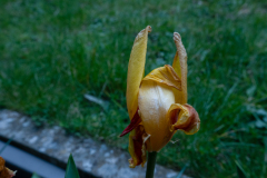 P1001829