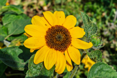 P1013236