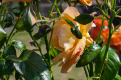 P1013274