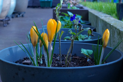 Post-110-02-flowers-05042025