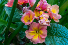 Post-110-06-flowers-05042025