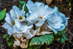 Post-110-14-flowers-05042025