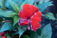 P1012981