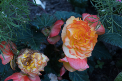P1012982