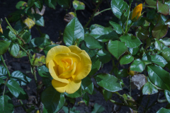 P1013115