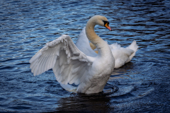 Challenge-26-10-24-images